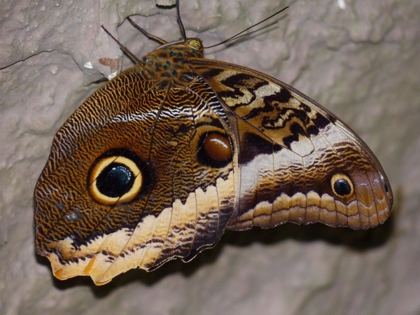 owl butterfly butterfly caligo
