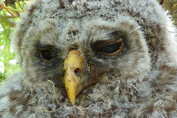 owl chick feather