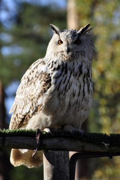 owl eagle owl raptor