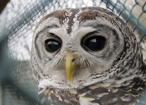 owl eyes pets