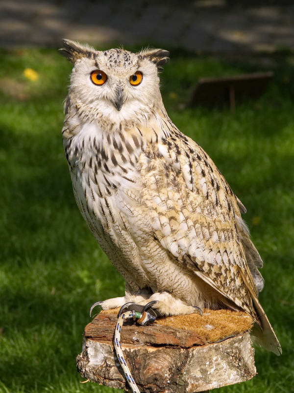 owl picture cute closeup
