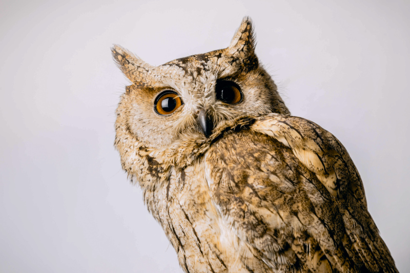 owl picture elegant closeup 