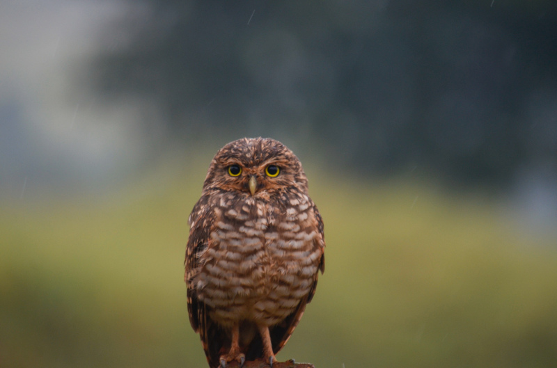 owl picture realistic closeup 