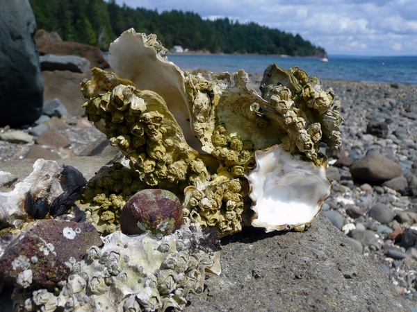 oyster shell beach