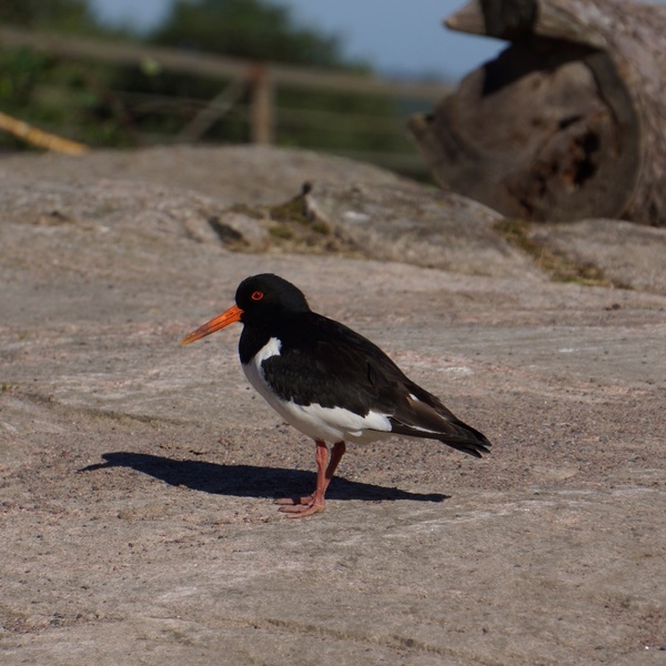 oystercatcher haematopus ostralegus bird 