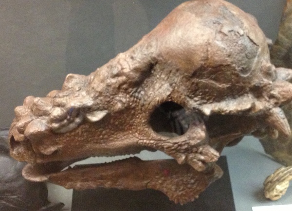 pachycephalosaurus 