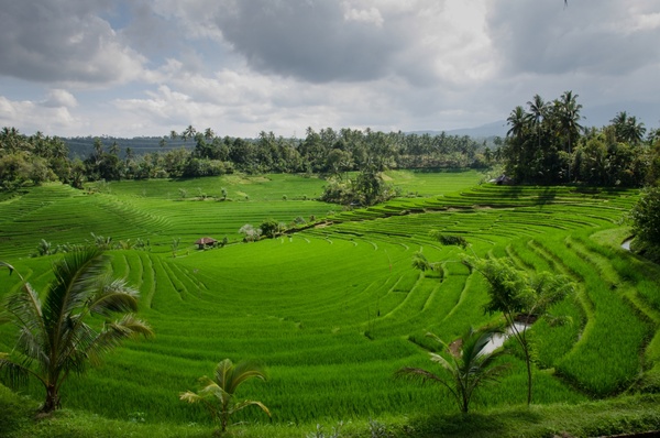 paddy field on bali 