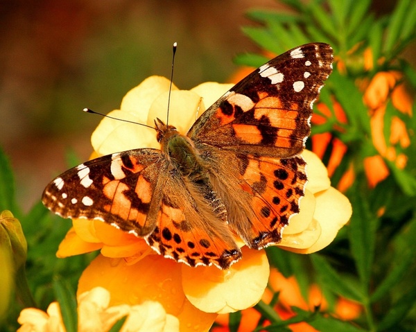 painted lady butterfly vanessa cardui insect