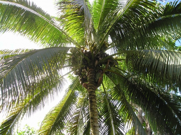 palm coconut harvest