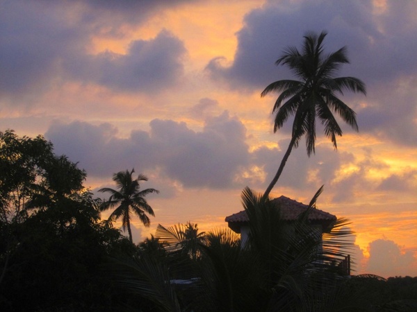 palm evening light sunset