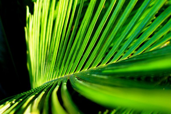 palm frond