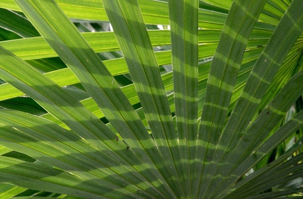 palm fronds palm leaf plant