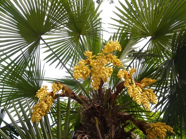 palm hemp palm umbrella palm