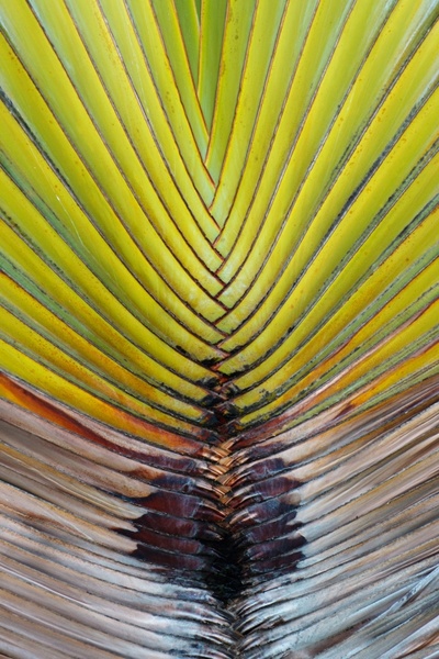 palm leaf pattern