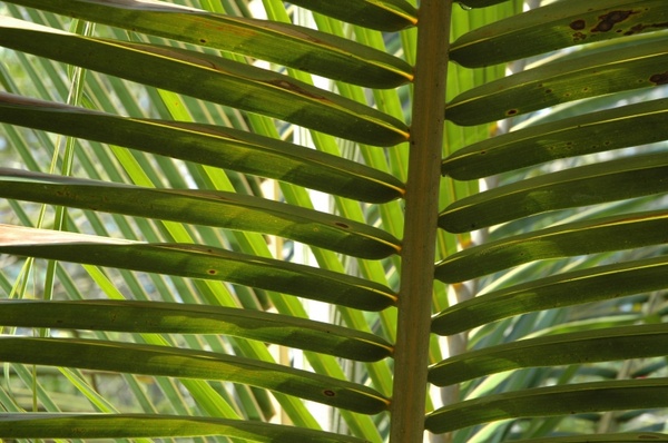 palm palm fronds jungle