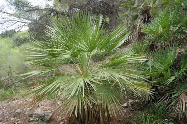 palm plant exotic