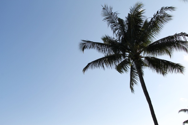 palm tree in clear blue sky