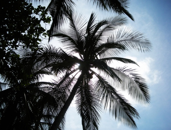 Coconut tree photos free download 12,438 .jpg files