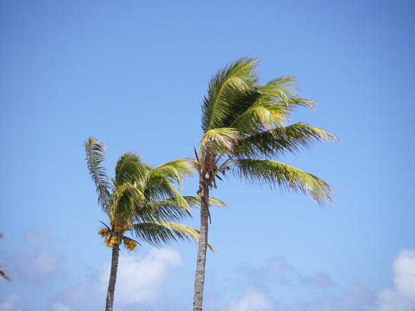 palm trees beach mauritius