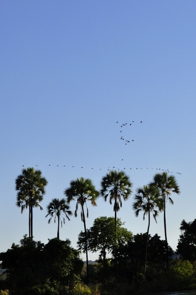 palm trees sky horizon