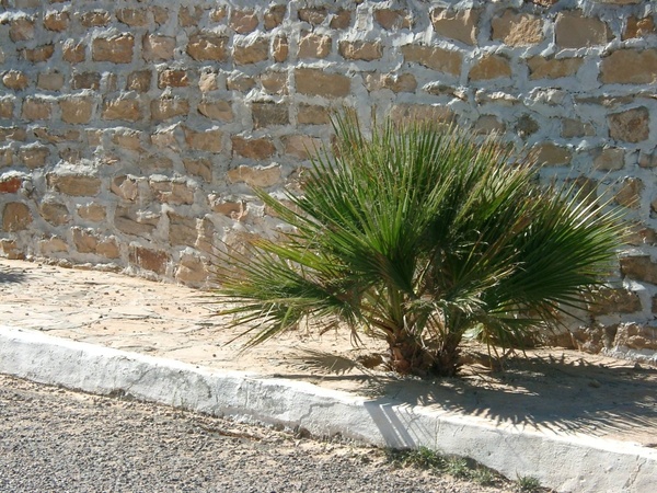 palm wall tunisia