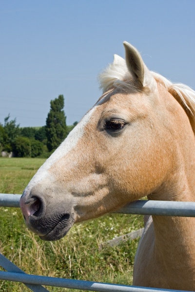 palomino horse palomino horse