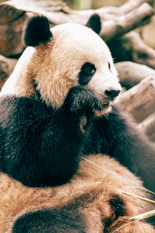 panda animal picture cute closeup realistic 