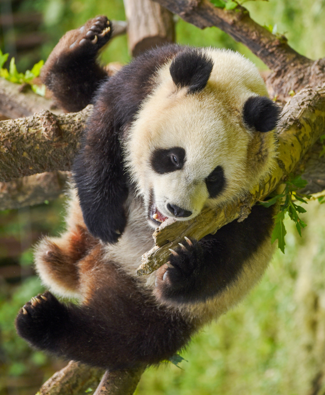 panda picture cute joyful scene 