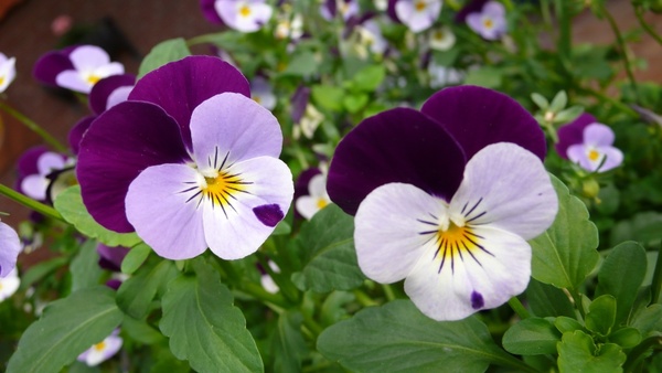 pansy flower macro photography