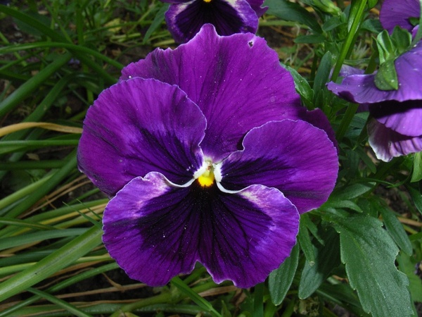 pansy flower violet