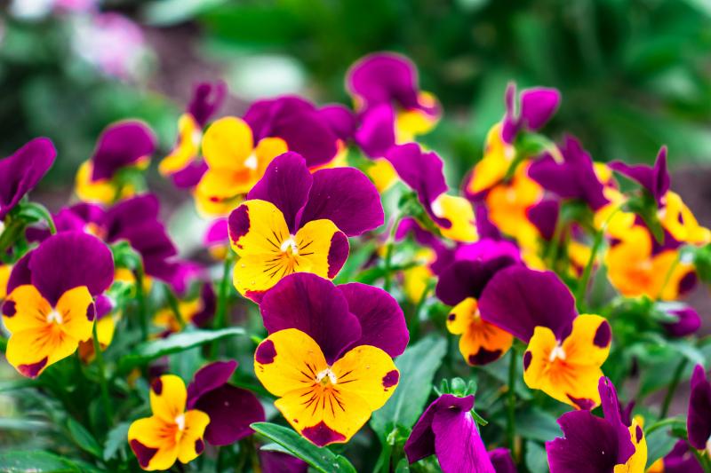 Pansy flowers garden backdrop picture elegant bright modern 