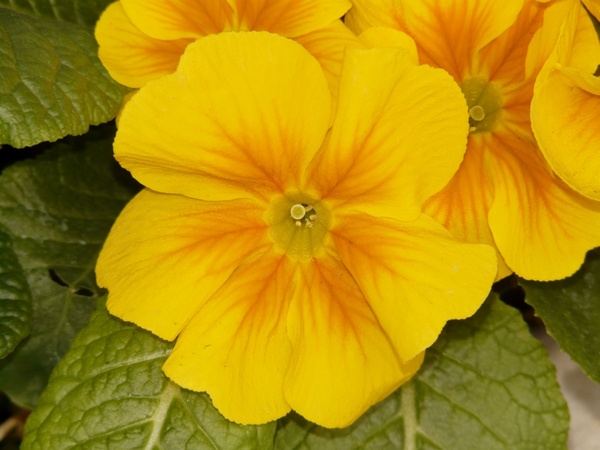 pansy yellow flower