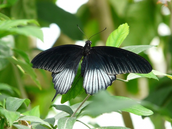 papilio ascalaphus butterfly black
