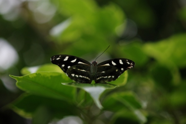papilio demodocus butterfly animal