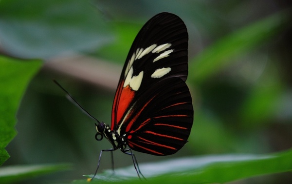 papilio rumanzovia butterfly