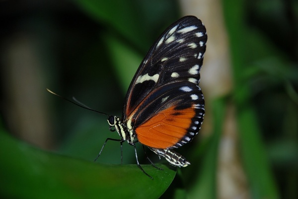 papilio rumanzovia butterfly