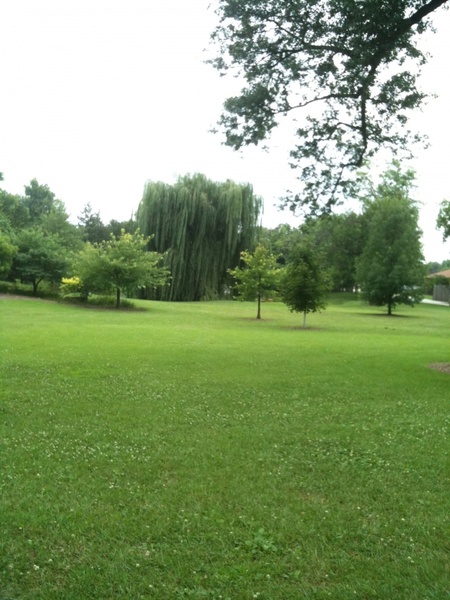 park scenery