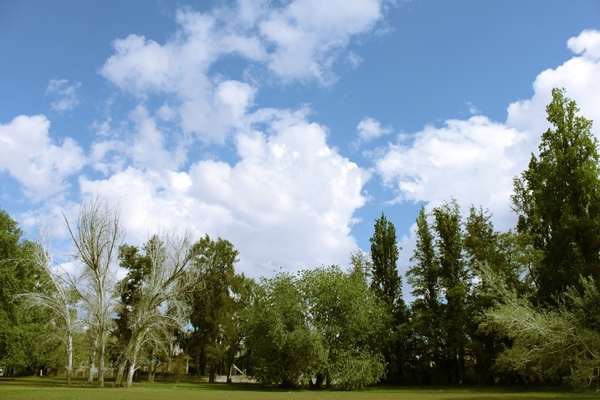 park trees sky