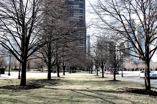 park with bare trees in city with tall buildings behind
