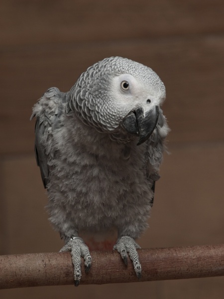 parrot african grey