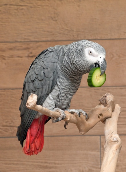 parrot african grey bird