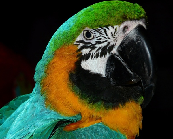 parrot bird animal 