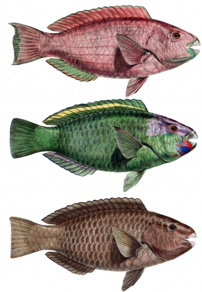 parrot fish perch chlorurus troschelii