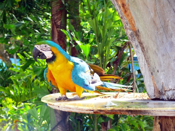 parrot natural environment