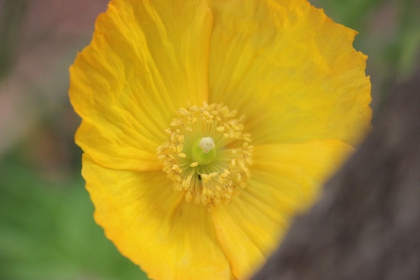 partially under focused buttercup