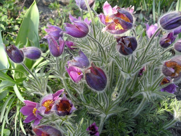 pasque flower flower purple 