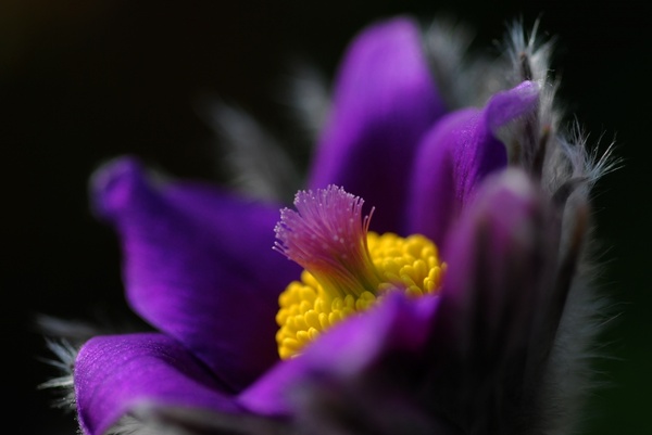 pasqueflower nature flower