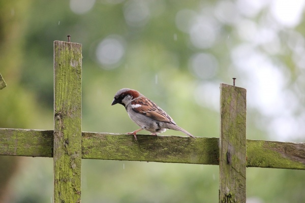 passer domesticus house sparrow sparrow