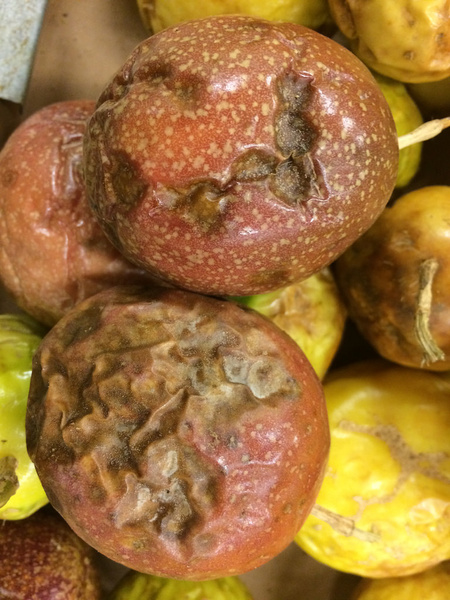 passion fruit anthracnose