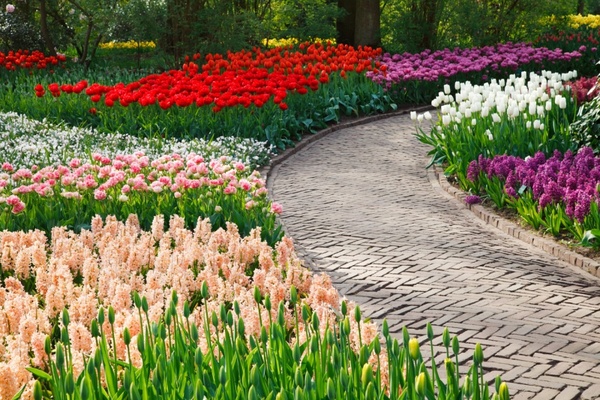 path among flowers 